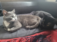 Rehoming two male cats