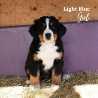 UPDATED - just 3 sweet Bernese Mountain Dog puppies