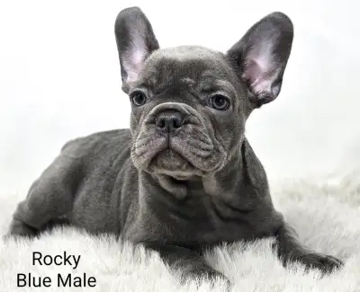 Baby Blue Frenchton’s, View more