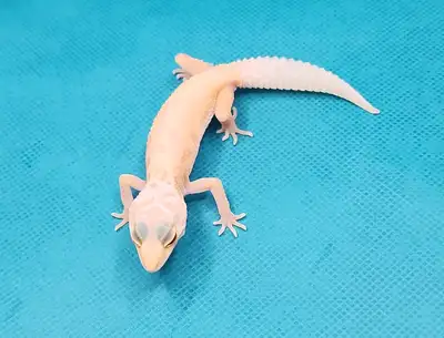 gecko leopard lemon leucistic, View more