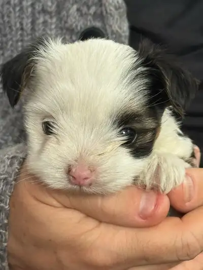 Male biewer yorkie puppy, View more