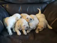Purebred Golden Retriever Puppies