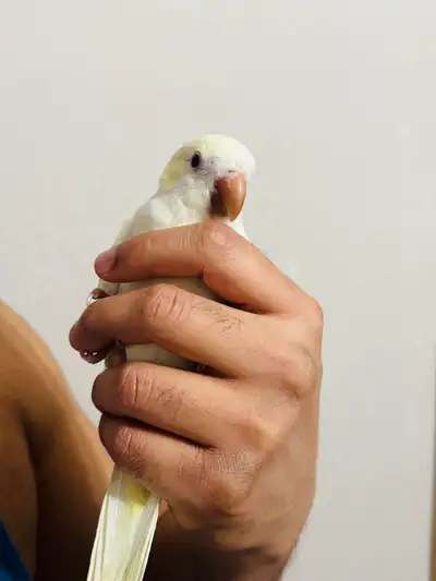 beautiful creamino quaker parrot/ bird / parquet for sale, View more