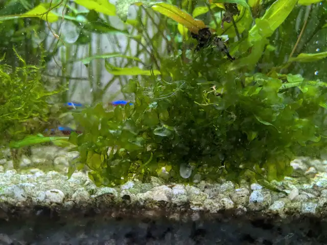 Subwassertang for sale in Fish for Rehoming in Markham / York Region - Image 2