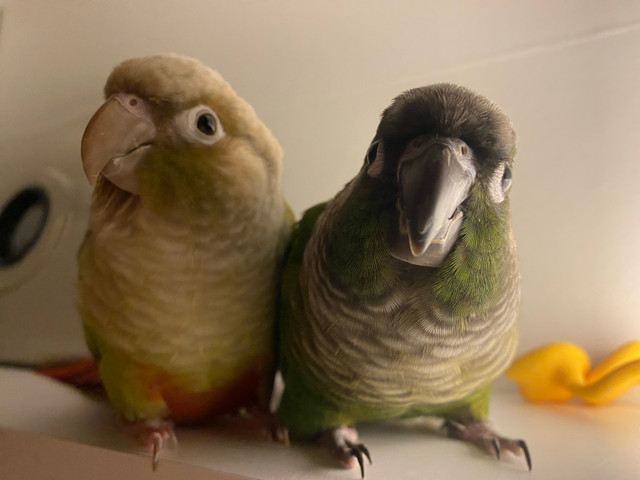 Conures And Cage in Birds for Rehoming in Hamilton
