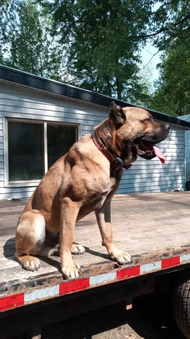 Cane Corso puppies in Dogs & Puppies for Rehoming in Owen Sound - Image 5