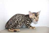Registered Bengal Kittens