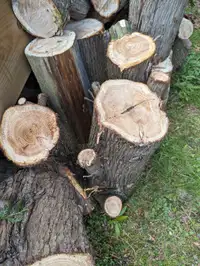 Cedar logs for firewood, woodchips or woodwork