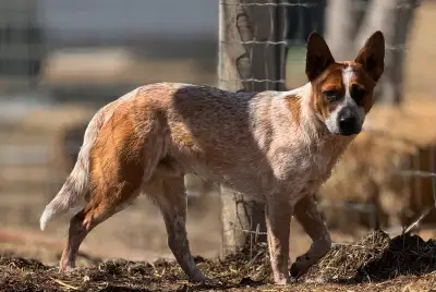 9 month old male Red Heeler. Fully vaccinated, regularly dewormed, comes with 30 days Trupanion pet...