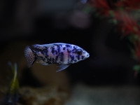 African cichlid: 4.5” male blue OB peacock
