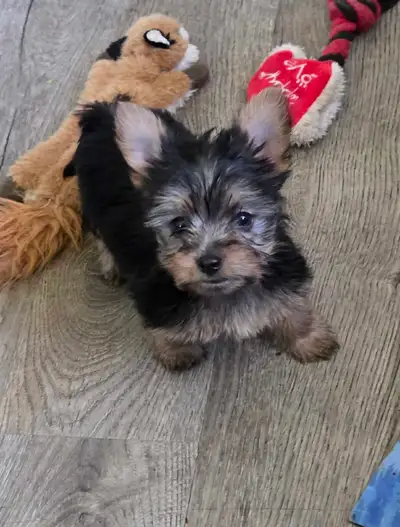 yorkie pups, View more