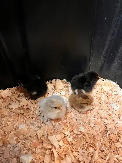 Day old chicks, View more
