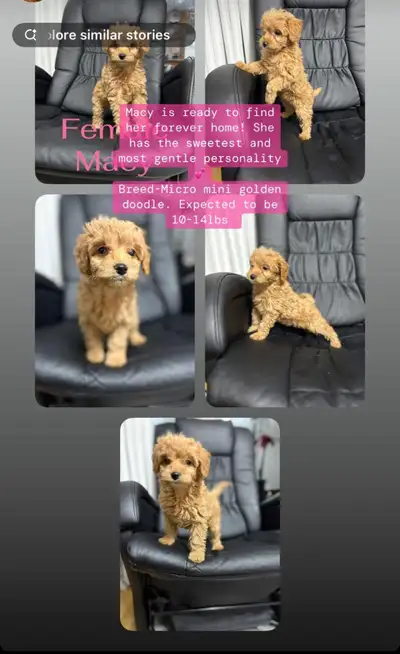 Tiny F1B Goldendoodles 10-18lbs! 2  girls available, View more