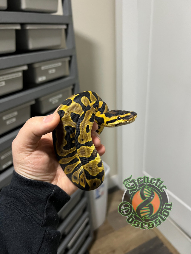 Ball Pythons available in Reptiles & Amphibians for Rehoming in Abbotsford