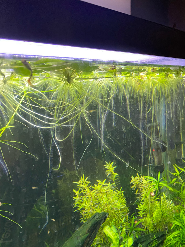 Amazon Frogbit  TEMP SOLD OUT TILL MID JULY in Fish for Rehoming in Mississauga / Peel Region - Image 3