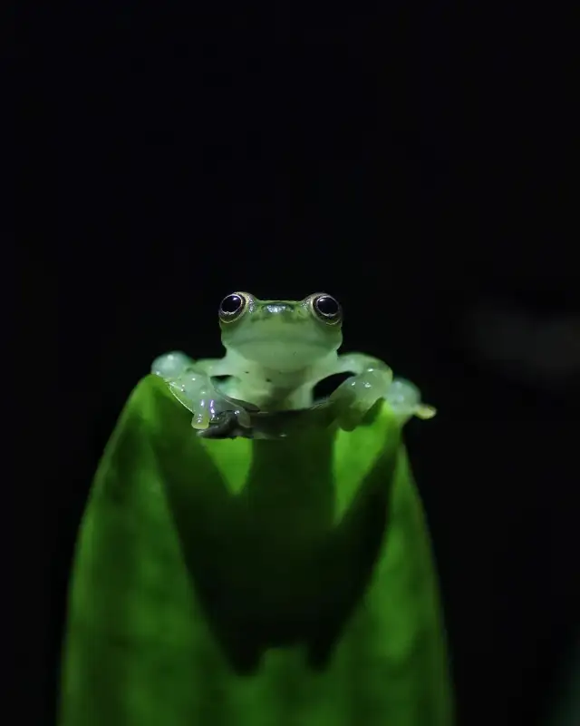 CB Reticulated Glass Frogs (Hyalinobatrachium valerioi) in Reptiles & Amphibians for Rehoming in City of Toronto - Image 3