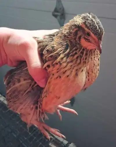 coturnix quail eggs, View more