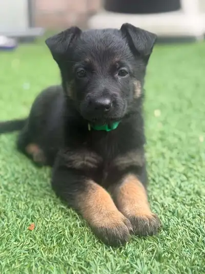 German Sheppard puppies, View more