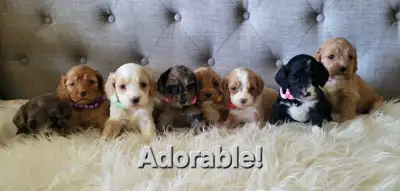 Adorable Cockapoo Puppies!, View more