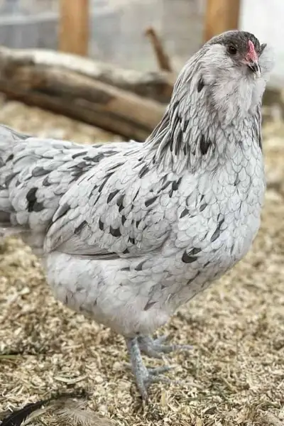 Searching for young laying hens, or about to begin laying hens in Camrose area. Willing to travel wi...