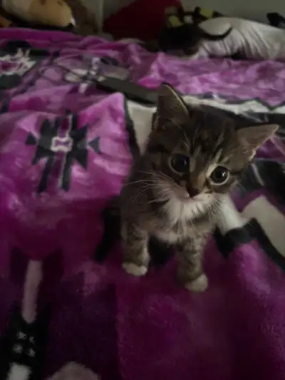 kittens for sale, View more