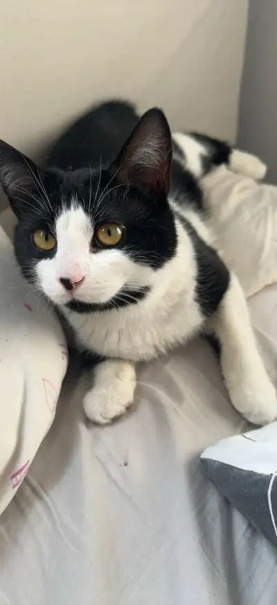 chat à vendre , View more