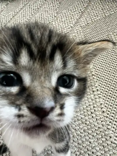 Adorables chatons à adopter à Brossard, View more