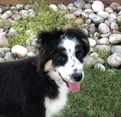 AUSTRALIAN SHEPHERD PUP Purebred, View more