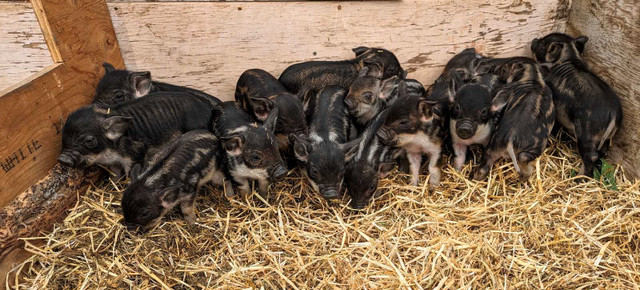 Purebred Mangalitsa piglets in Livestock in Nelson - Image 4