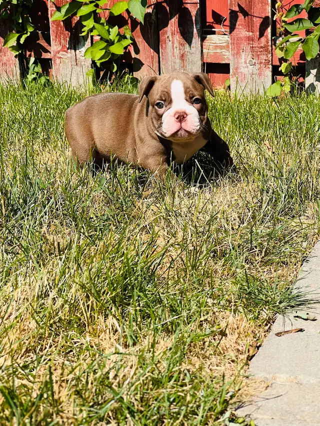 Olde English Bulldog puppies in Dogs & Puppies for Rehoming in Oshawa / Durham Region - Image 5