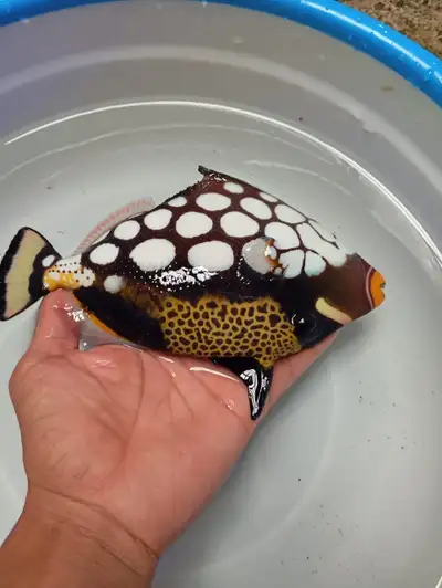 clown triggerfish, View more