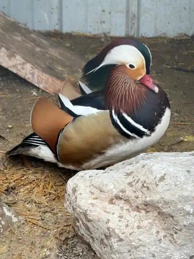 Mandarin Duck Pair , View more