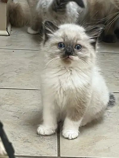 Ragdoll Kittens Ready to Go Home. , View more