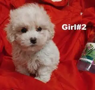 Adorable bichon poodle girls. nonshedding. hypoallergenic, View more
