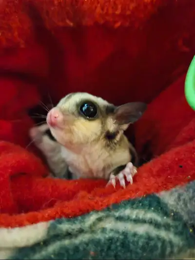 Sugar Gliders, View more