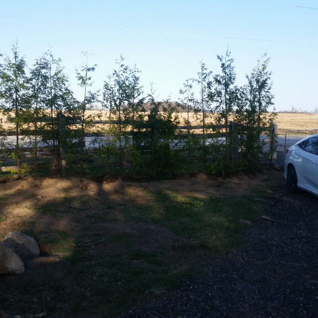 Cedar Trees - Eastern White Cedars Wow 8-10ft$30 each Wow! in Plants, Fertilizer & Soil in Markham / York Region - Image 4