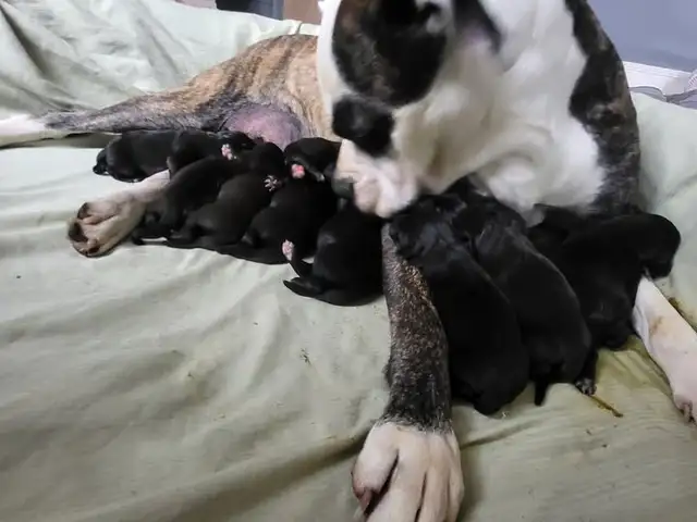Looking for our Furever Home in Dogs & Puppies for Rehoming in Owen Sound - Image 3