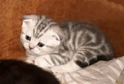 TICA Purebred Scottish Fold kittens from  Breeder, View more