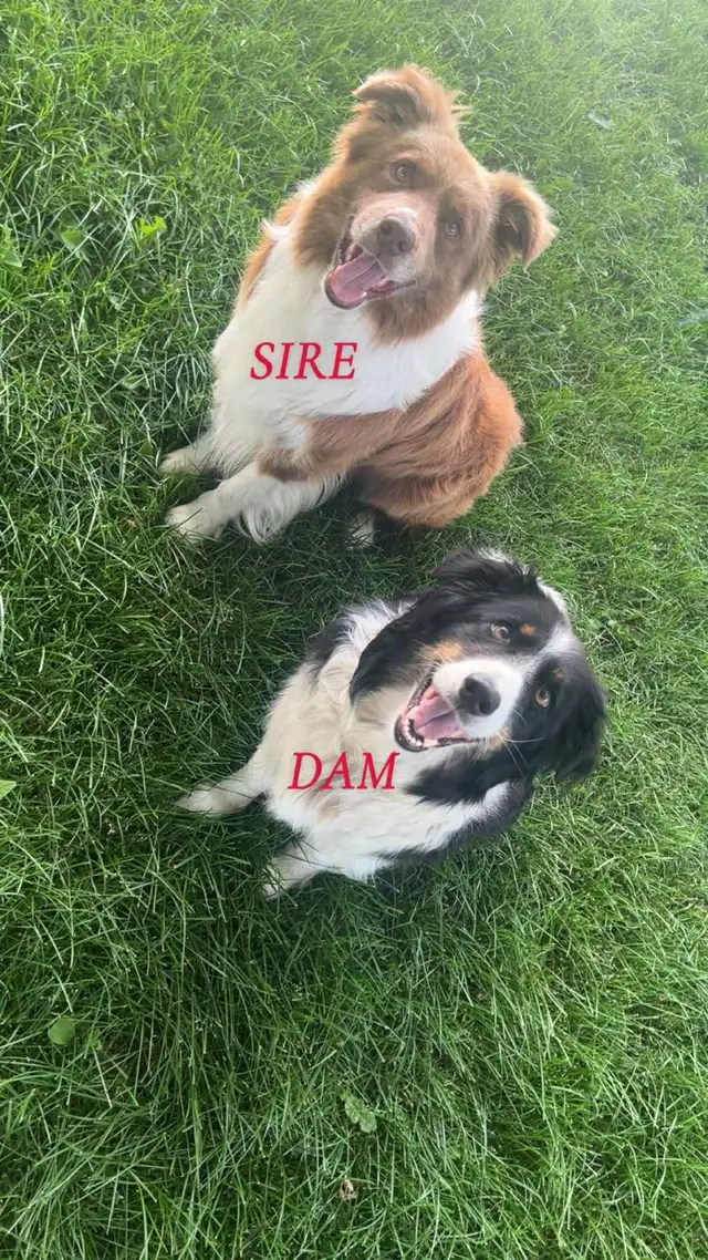 Border Collie Puppies  READY TO GO ! in Dogs & Puppies for Rehoming in Napanee - Image 9