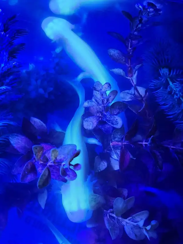 Baby Axolotls  in Reptiles & Amphibians for Rehoming in Oshawa / Durham Region - Image 4