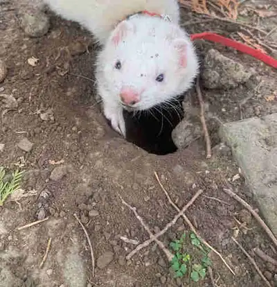 2 male ferrets. 2 and 4 year old. Very playful and friendly. No cage. Just them. Fixed and descented...