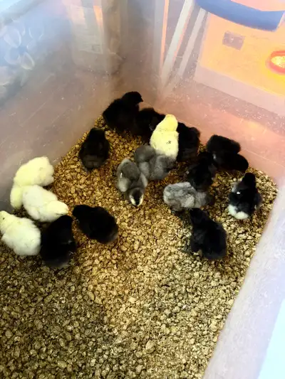 BYM day old chicks, View more