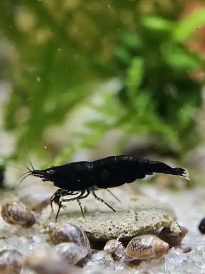 Dark Blue Neocaridina, View more
