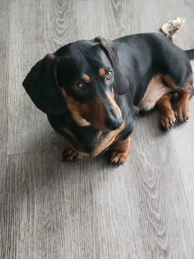 dachshund puppy boy, View more