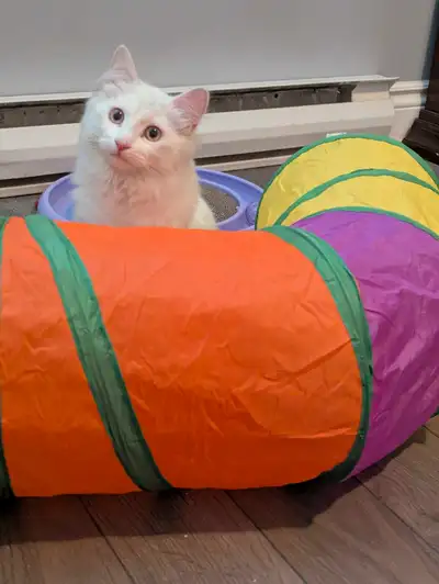 Prix négociable! Chaton 6 mois race Ragdoll croisé avec Angora turc femelle blanche, vaccinée, stéri...