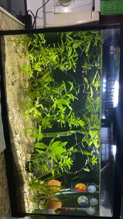 10 gallon fish tank 10 fishes , View more