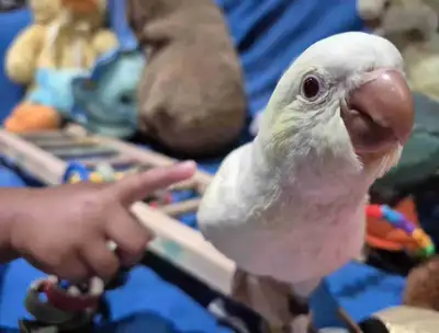 Exquisitely Beautiful Baby Quakers (Monk  Parakeets), View more