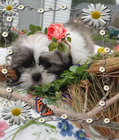 Shih Tzu Babies, Waiting for Their New Families