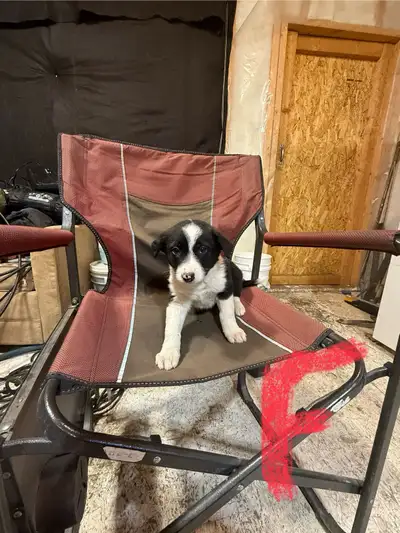 German Shepard border collie puppies, View more