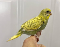 A few new born baby budgies are rehoming